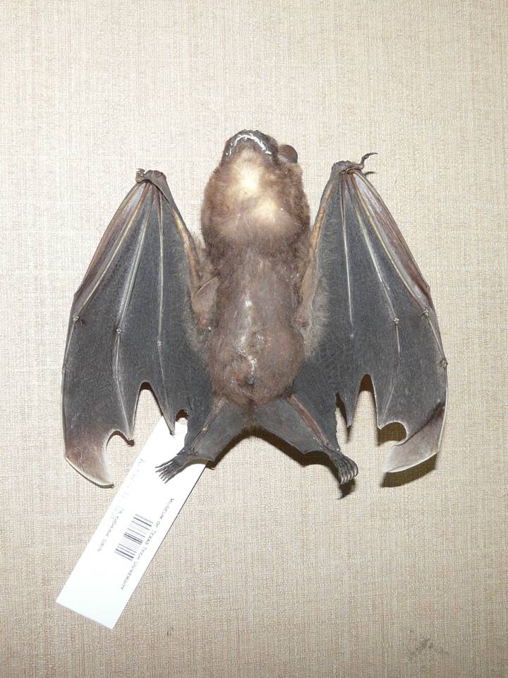 FIGURE 11 FIGURE 11